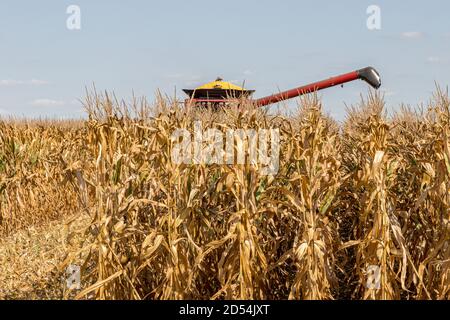 Maisfeld im Herbst während der Maisernte. Mähdrescher im Hintergrund. Konzept der Landwirtschaft, Ernte, Handel und Export Stockfoto