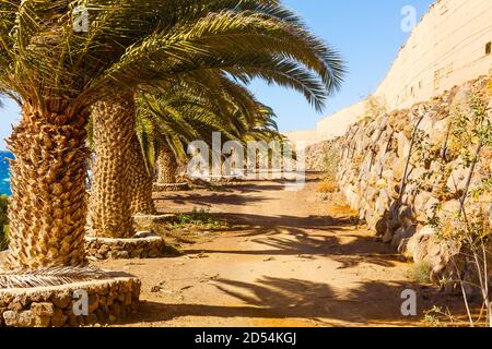 Breite niedrigen Winkel bis Stamm und Unterseite der Wedel Cocos nucifera Kokosnusspalme mit grünen Früchten am blauen Himmel Hintergrund Stockfoto
