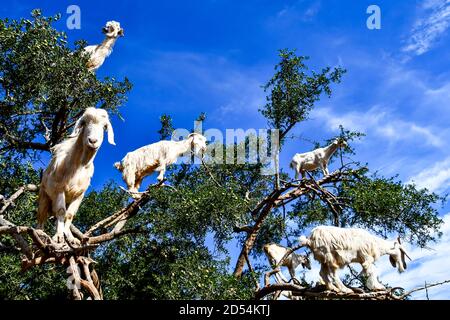 Arganbäume und die Ziegen auf dem Weg zwischen Marrakesch und Essaouira in Marokko Stockfoto