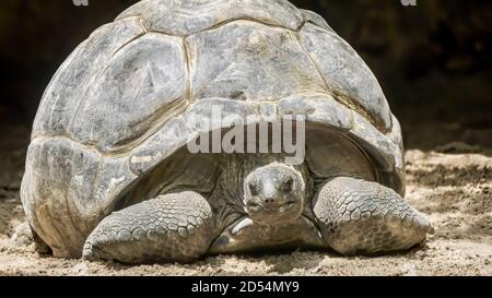 Konzentrieren Sie sich auf das Gesicht einer Aldabra-Riesenschildkröte, die auf den Seychellen beheimatet ist und aus ihrer kuppelförmigen Schale spähen kann, während sie sich auf Sand entspannt. Stockfoto