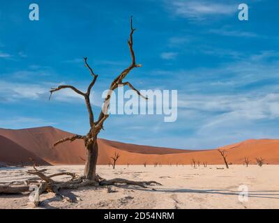 Ein großes Baumskelett steht in der alten weißen Tonpfanne namens Deadvlei, mit großen roten Sanddünen im Hintergrund. In Sossusvlei, Namibia. Stockfoto