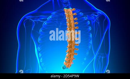 Menschliches Skelett Wirbelsäule Thoraxwirbel Anatomie 3D Illustration Stockfoto