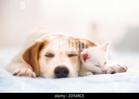 Katze und Hund schlafen zusammen. Kätzchen und Welpen die nap. Home Haustiere. Animal Care. Liebe und Freundschaft. Heimische Tiere. Stockfoto