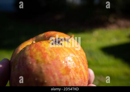 Eine Magde kriecht aus einem reifen Apfel Stockfoto