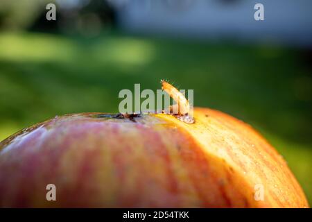 Eine Magde kriecht aus einem reifen Apfel Stockfoto