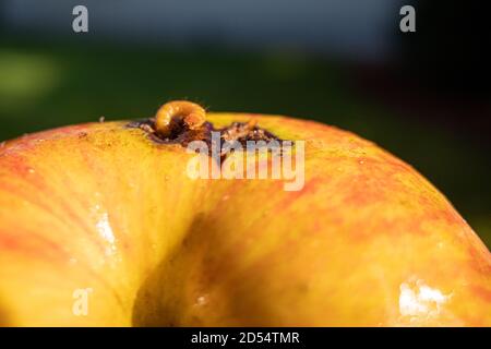 Eine Magde kriecht aus einem reifen Apfel Stockfoto