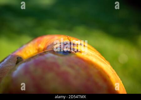 Eine Magde kriecht aus einem reifen Apfel Stockfoto