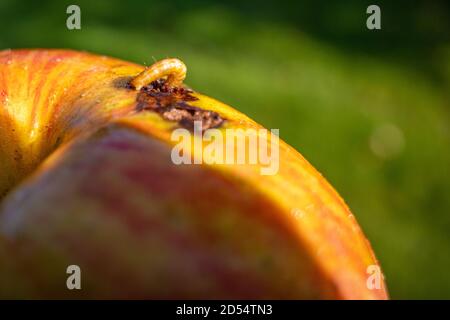 Eine Magde kriecht aus einem reifen Apfel Stockfoto