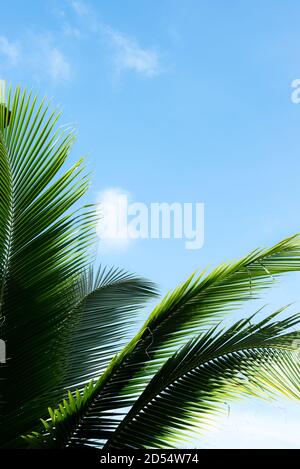 Grüne Kokospalmenblätter mit blauem Himmel Sommer Hintergrund Stockfoto