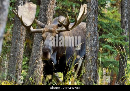 Ein Blick aus der Nähe auf einen wilden Stierelelelbullen 'Alces alces', der sich in seinem Waldhabitat im Jasper National Park in Alberta, Kanada, freut. Stockfoto