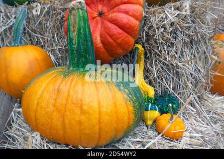 Kürbisse und Kürbisse auf Strohballen. Stockfoto