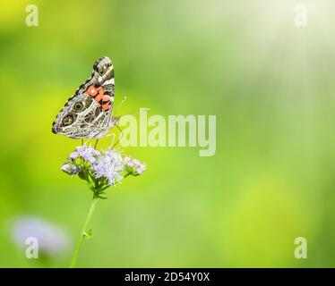 American Lady Schmetterling (Vanessa virginiensis) Fütterung auf blauen Greggs Mistflowers. Natürlicher grüner Hintergrund mit Kopierbereich. Stockfoto