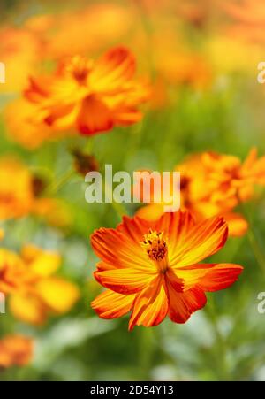 Schöne gelbe Cosmos (Cosmos sulfureus) blüht im Garten. Stockfoto