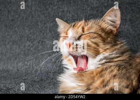 Katze gähnend mit weit geöffnetem Mund, gekräuselte Zunge und geschlossenen Augen. Kopfaufnahme der entspannten weiblichen Katze signalisiert Komfort und Zufriedenheit, Aufwachen oder Noddi Stockfoto