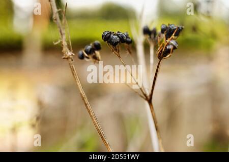 Schwarze Früchte der alexanders Pflanze Stockfoto