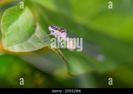 Neu aufgetauchte Azure Damselfly - Coenagrion puella - in ihr Natürlicher Lebensraum Stockfoto