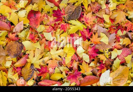 Bett der Autumnal verlässt am Boden gefallenen Stockfoto