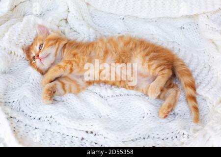 Niedliches kleines rotes Kätzchen liegt bequem auf weißem Strickschal. Haustiere. Stockfoto