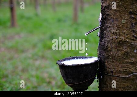 Gummi klopft frisch milchig Latex fließt aus dem para-Baum In eine schwarze Plastikschüssel Stockfoto