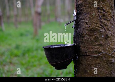 Gummi klopft frisch milchig Latex fließt aus dem para-Baum In eine schwarze Plastikschüssel Stockfoto