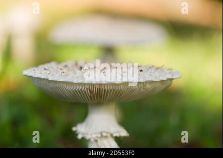 Weißer Lepidella Pilz wächst auf grünem Gras, Amanita vittadinii Stockfoto