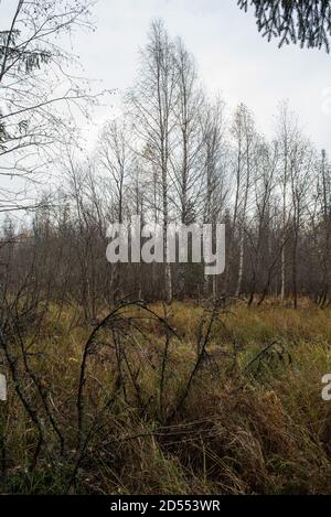 Zweige einer gefallenen Fichte überwuchert mit Gras über den Sommer. Stockfoto