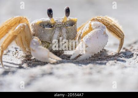 Atlantische Geisterkrabbe (Ocypode quadrata) am Strand am Meer Kathryn Abbey Hanna Park in Jacksonville, Florida. (USA) Stockfoto