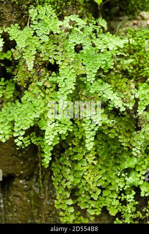 Adiantum capillus-veneris, südlicher Maidenhair-Farn, schwarzer Maidenhair-Farn, venushair-Farn, ist ein Adiantum-Farn. Stockfoto