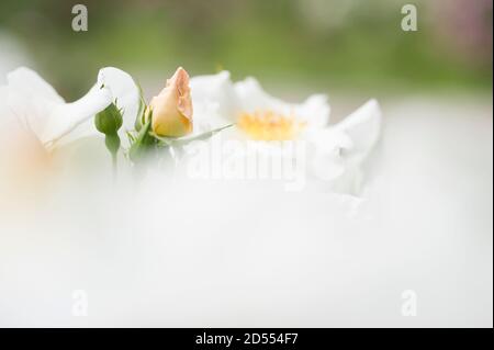 Gelbe Rose Knospe zwischen verschwommenen weißen Blütenblättern Stockfoto