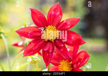 Biene auf roten Dahlia Blume Mars Makro Stockfoto