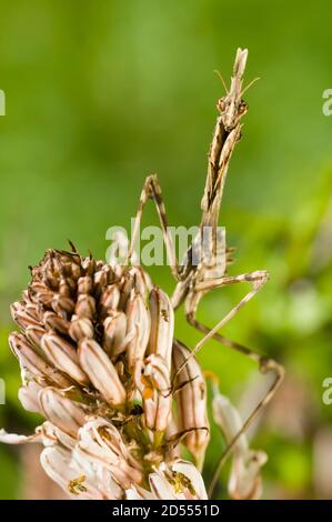 Mittelmeer-Kegelkopf-Mantis-Insekt, Empusa pennata Stockfoto