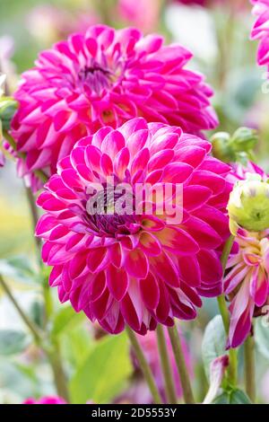Globe Dahlia Blume in rosa Anne-Sophie Stockfoto