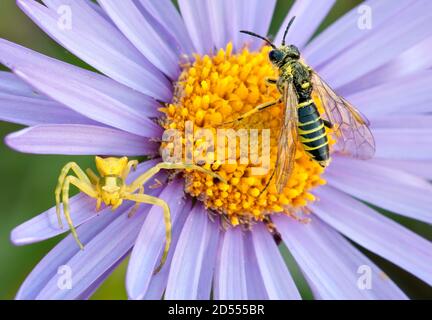 Krabbenspinne und Wespe auf lila und gelbe Anemonblüte Stockfoto