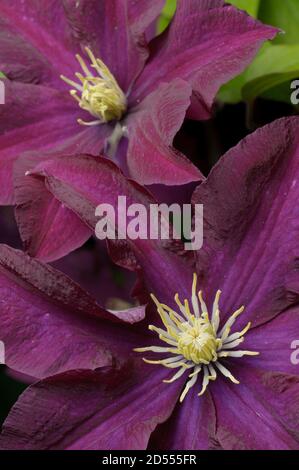 Zwei gelbe und lila Clematis Blüten in voller Blüte Stockfoto