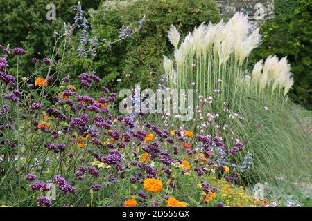 Blumenbeet mit violetter Verbena bonariensis und Pampagras Stockfoto