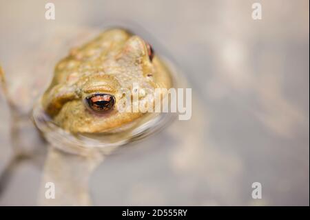 Nahaufnahme einer Kröte, Bufo bufo, in einem Teich Stockfoto