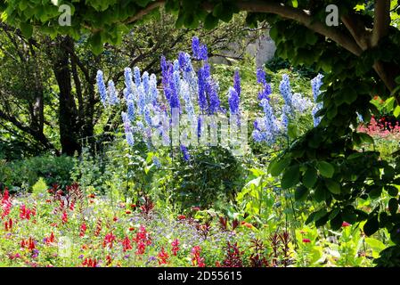 Blaue Delphinium Blumen im botanischen Garten von München Deutschland Stockfoto