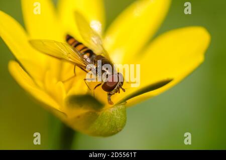 Schwebfliege, Blumenfliege oder Syrphidae, aus der Familie der Insekten Syrphidae Stockfoto