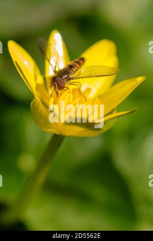 Schwebfliege, Blumenfliege oder Syrphidae, aus der Familie der Insekten Syrphidae Stockfoto