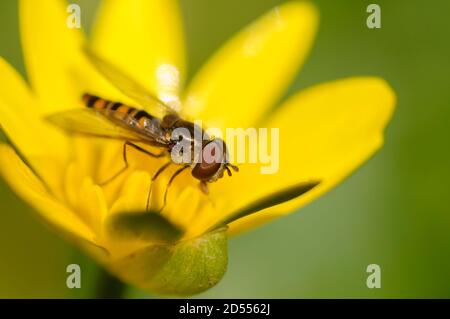 Schwebfliege, Blumenfliege oder Syrphidae, aus der Familie der Insekten Syrphidae Stockfoto