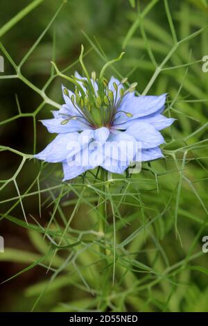 nigella damascena in blauem Makro im Sommergarten Stockfoto