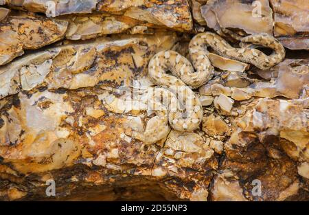 Schlange (Echis coloratus)writthing auf den Felsen, Camouflage mit der Farbe der Felsen , ( bemalte Sägeschaufel Viper) getarnte Schlange Stockfoto