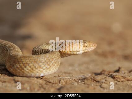 Schlange (arabische Katzenschlange), die sich auf den Felsen windet und sich mit der Farbe der Felsen tarnt Stockfoto