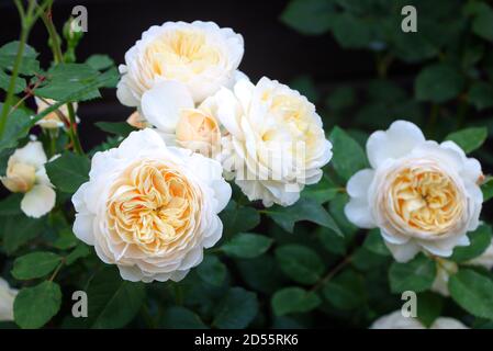 Cremig weiße englische Rose Emanuel im Sommergarten Makro Stockfoto