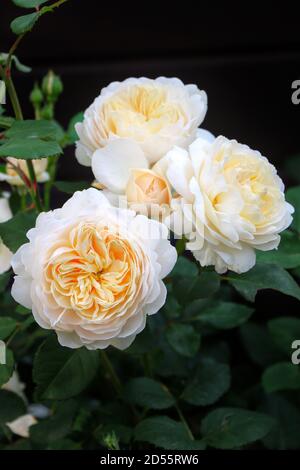 Cremig weiße englische Rose Emanuel im Sommergarten Makro Stockfoto