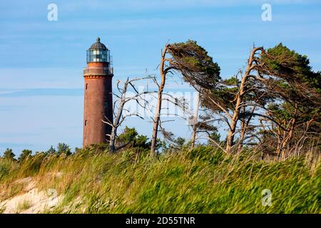 Deutschland, Mecklenburg-Vorpommern, Ostseeküste. Darß, Fischland, Darßer Urwald an der Ostsee stehen in der Nähe von Prerow, Darßer Ort Leuchtturm. Stockfoto