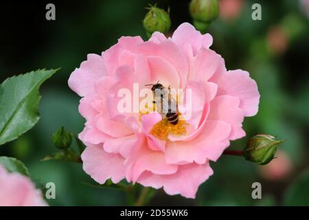 Rosa Rose Sommerwind mit Biene im Sommergarten Makro Stockfoto