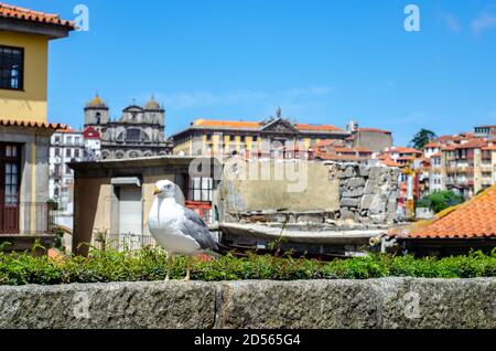 Nahaufnahme der Möwen in Porto Stadt Portugal Stockfoto