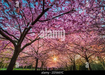 Sakura Bäume Boulevard blüht in Bispebjerg Kirkegard bei Sonnenaufgang mit Die Sonne strahlt durch die dicken Blumen, die die Menschen in schützen Die Ferne Stockfoto