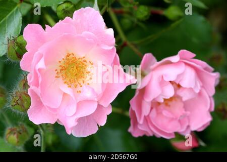 Rosa Rose Sommerwind im Sommergarten Makro Stockfoto